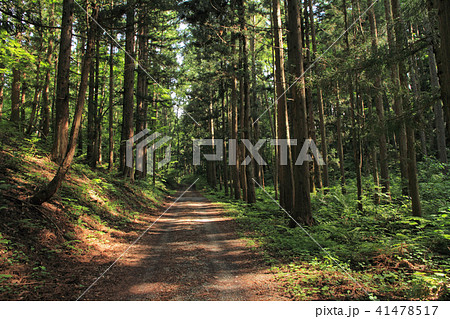 千国街道　佐野坂峠の道 41478517
