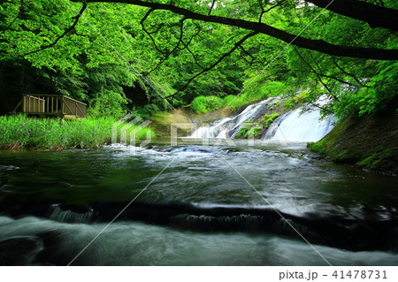 夏の釜淵の滝 41478731