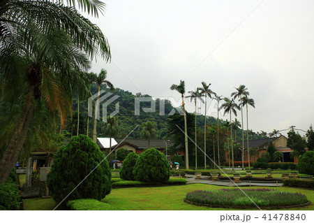 木 建物 ヤシの木 41478840