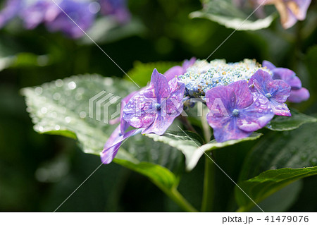 紫色のあじさいの花のアップ 紫色のあじさいの花のアップ 41479076