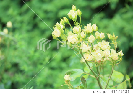 夏バラの花の写真素材 夏バラの花の写真素材