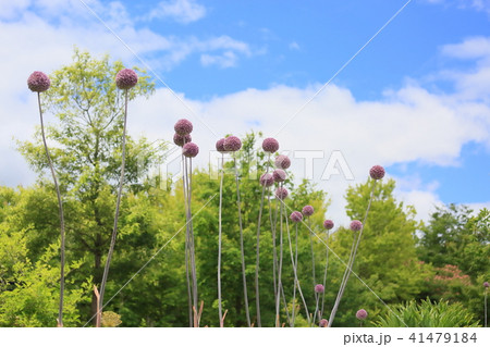 アリュウムの花 アリュウムの花 41479184
