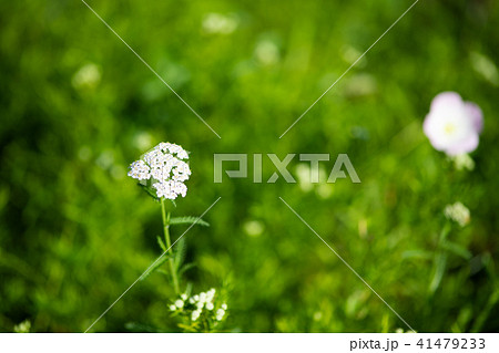 白いセイヨウノコギリソウの花のアップ 白いセイヨウノコギリソウの花のアップ 41479233