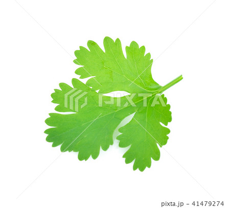 parsley isolated on white background. 41479274