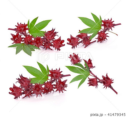 roselle isolated on white backgroun 41479345