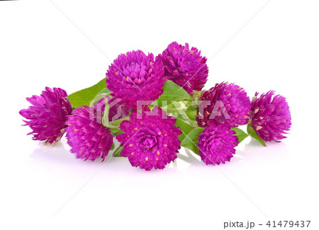 Globe amaranth beauty flower in white background 41479437