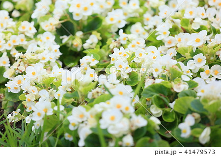 ベゴニアの花 ベゴニアの花 41479573