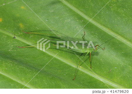 生き物 昆虫 アカアシﾁﾋﾞツユムシ 前脚が赤い八重山の固有種 クワズイモの葉上で脚を伸ばして休憩中の写真素材