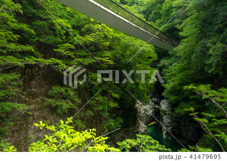 御手洗渓谷 御手洗渓谷 41479695