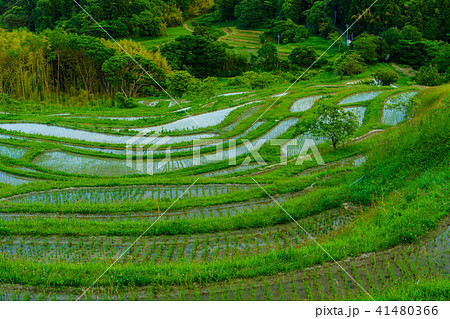 【千葉県】田植の済んだ大山千枚田 【千葉県】田植の済んだ大山千枚田 41480366