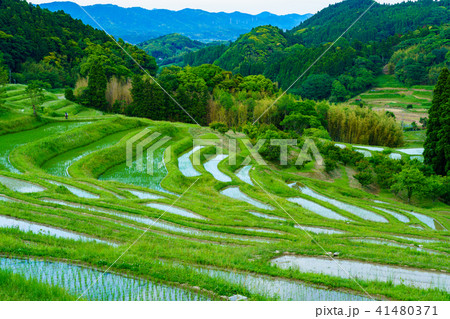 【千葉県】田植の済んだ大山千枚田 41480371