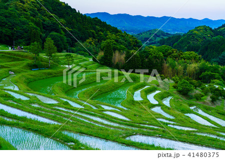 【千葉県】田植の済んだ大山千枚田 41480375