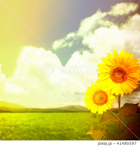 Background Summer Blue Sky Sunflower Stock Illustration