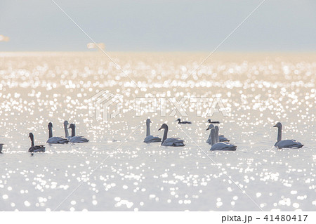 早春の琵琶湖 41480417
