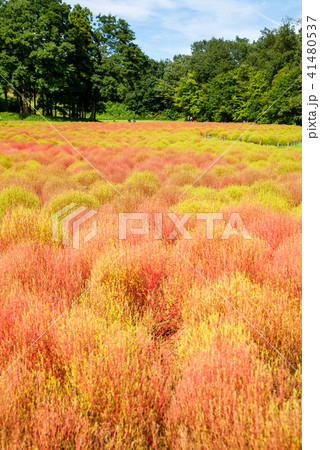 コキアの群生 41480537