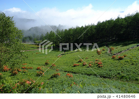 入笠山の花畑 41480646