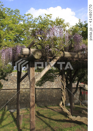 フジの花（松本城公園） 41480770