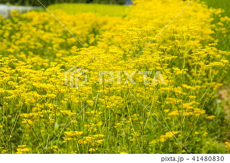 宕陰棚田のオミナエシ 宕陰棚田のオミナエシ 41480830