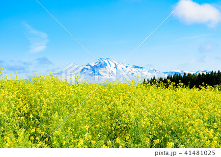 菜の花畑 41481025