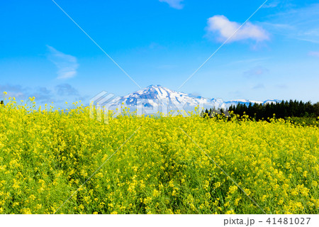 菜の花畑 41481027