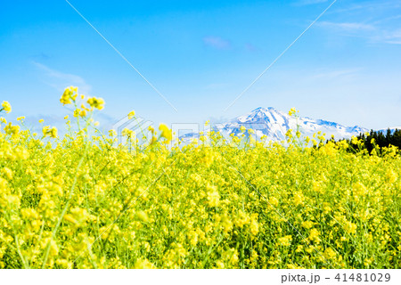 菜の花畑 菜の花畑 41481029