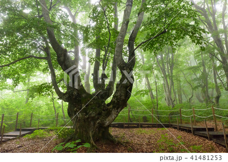 霧の森 霧の森 41481253
