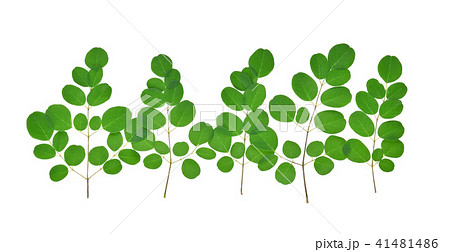 branch of green moringa leaves,on white background 41481486