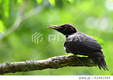 クマゲラの幼鳥 41481564