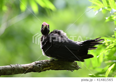 クマゲラの幼鳥 41481565