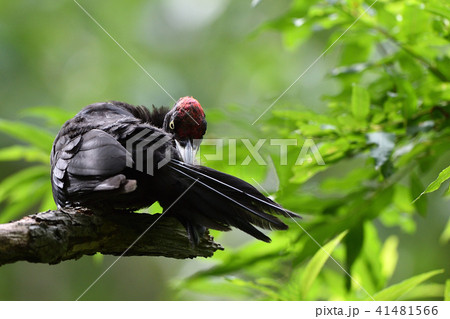 クマゲラの幼鳥 41481566