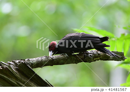 クマゲラの幼鳥 クマゲラの幼鳥 41481567
