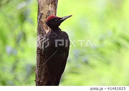 クマゲラの幼鳥 41481625