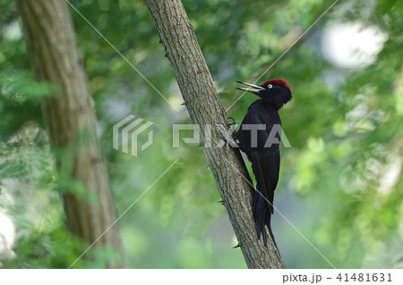 クマゲラ 41481631