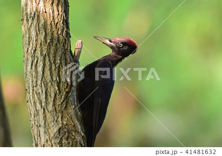 クマゲラの幼鳥 41481632