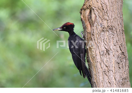 クマゲラの幼鳥 41481685