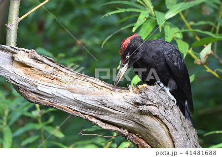 クマゲラの幼鳥 41481688