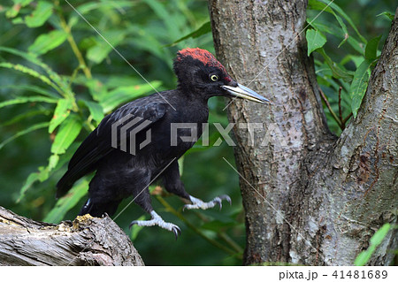 クマゲラの幼鳥 クマゲラの幼鳥 41481689