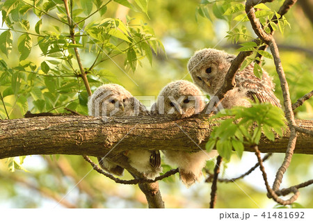 エゾフクロウの子供 エゾフクロウの子供 41481692