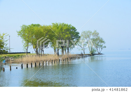 湖畔の風景(琵琶湖/滋賀県長浜市公園町) 湖畔の風景(琵琶湖/滋賀県長浜市公園町) 41481862