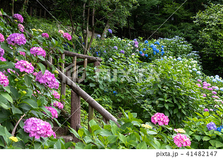 飛鳥山公園の紫陽花 東京都北区の写真素材