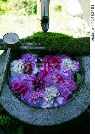 梅雨の楊谷寺 梅雨の楊谷寺 41482481