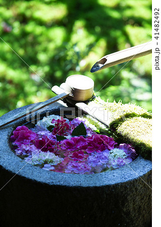 梅雨の楊谷寺 41482492