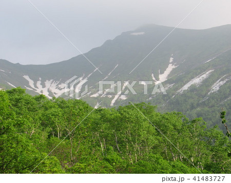 トムラウシ山頂への道　初夏　 41483727