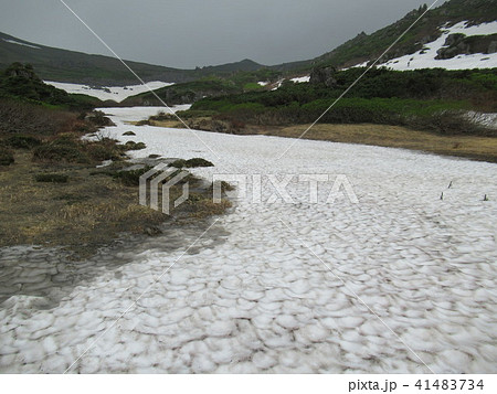 トムラウシ　山頂への道　初夏 41483734