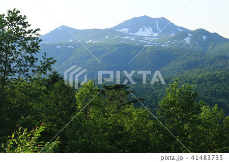 トムラウシ　山頂への道　初夏 41483735