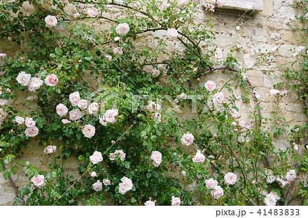 壁につたうピンクのバラの写真素材 4143