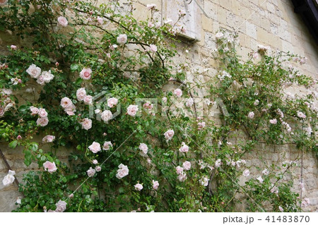 壁につたうピンクのバラの写真素材