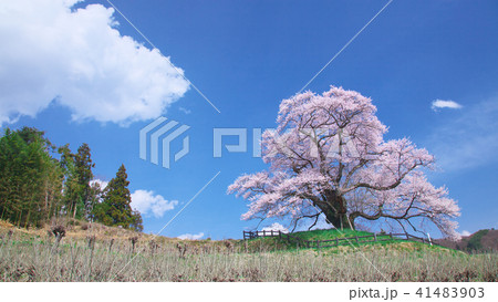 一本桜 - 発知のヒガンザクラ 一本桜 - 発知のヒガンザクラ 41483903
