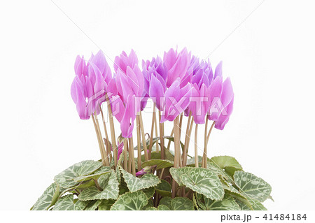 シクラメン 41484184