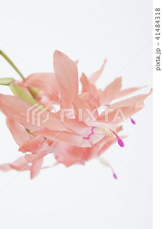 オレンジ色のシャコバサボテン 41484318